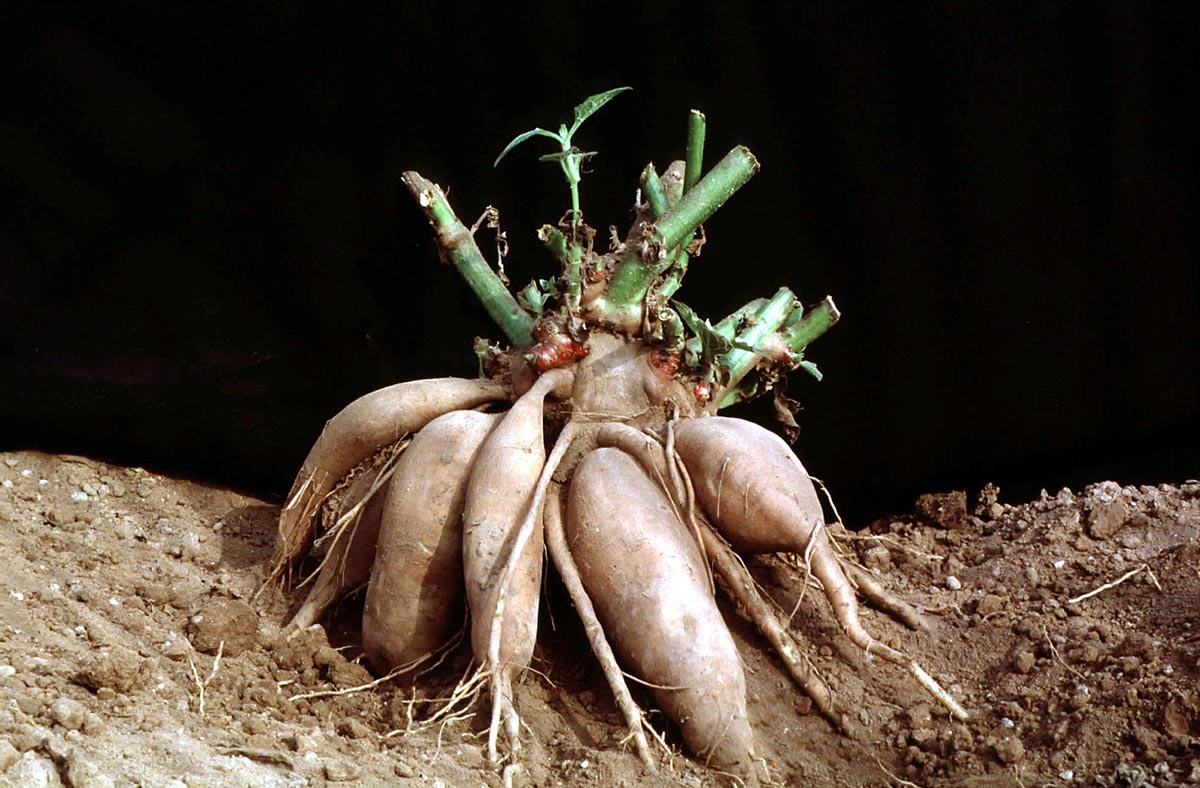 Yacon, or Peruvian ground apple, a versatile Andean root vegetable with immune-boosting qualities